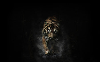 Tiger Best 1920Ã1200 Tigar (32 ) | Adorable HD wallpaper